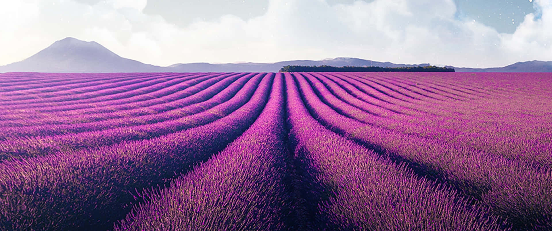 Nyd skønheden af ​​natur med en fredelig gåtur gennem Lavendelmarker. Wallpaper