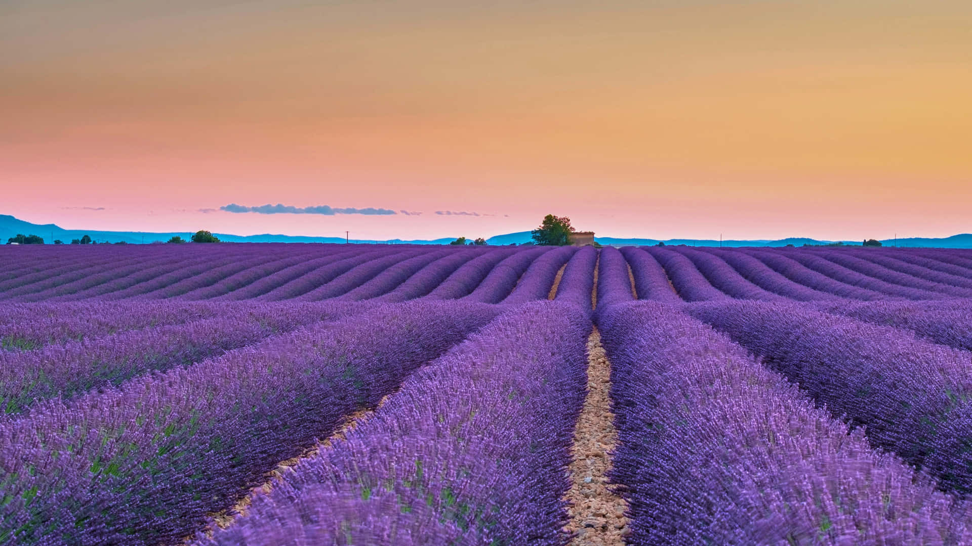 Lavender Fields At Sunset In Paris Wallpaper