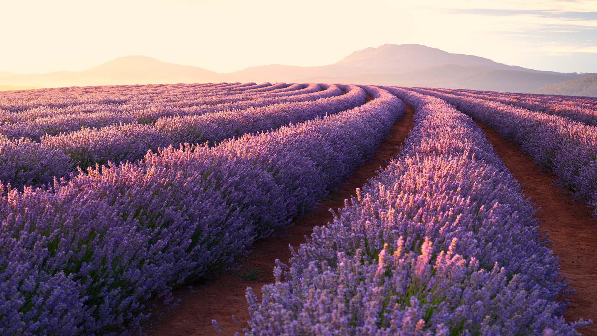 Lavender Fields In The Sun Wallpaper