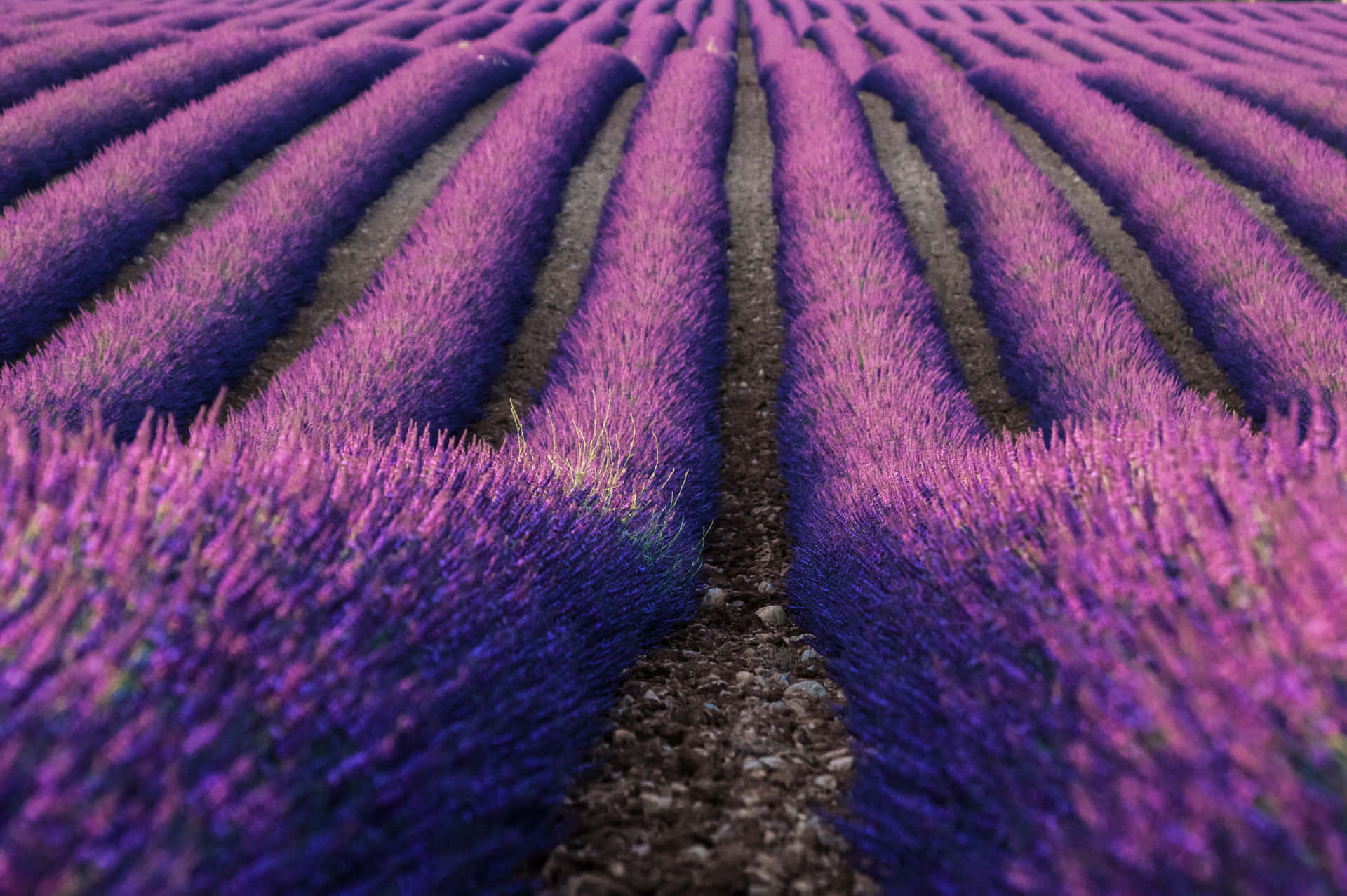 Lavender Fields In France Wallpaper