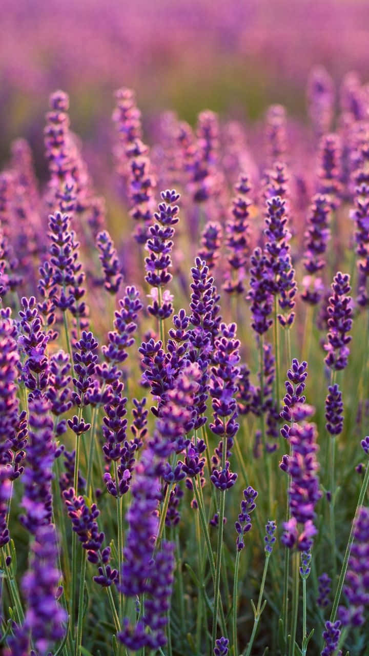 A field of lavender used to create calming essential oils Wallpaper