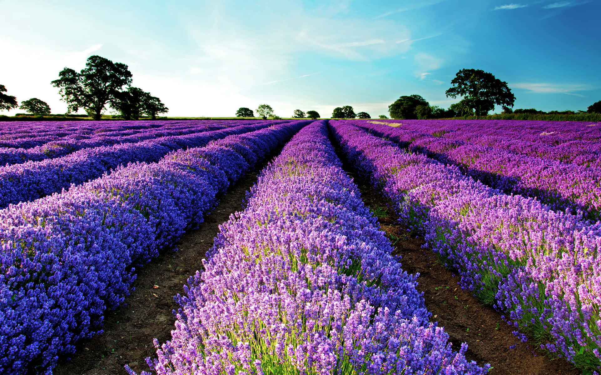 Blissful View of Lavender Fields at Dawn Wallpaper