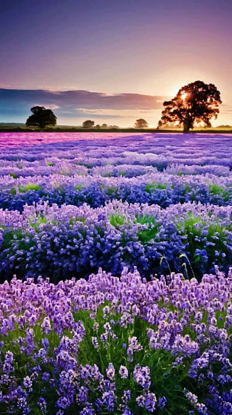 Relax and Enjoy the Peaceful Lavender Fields Wallpaper