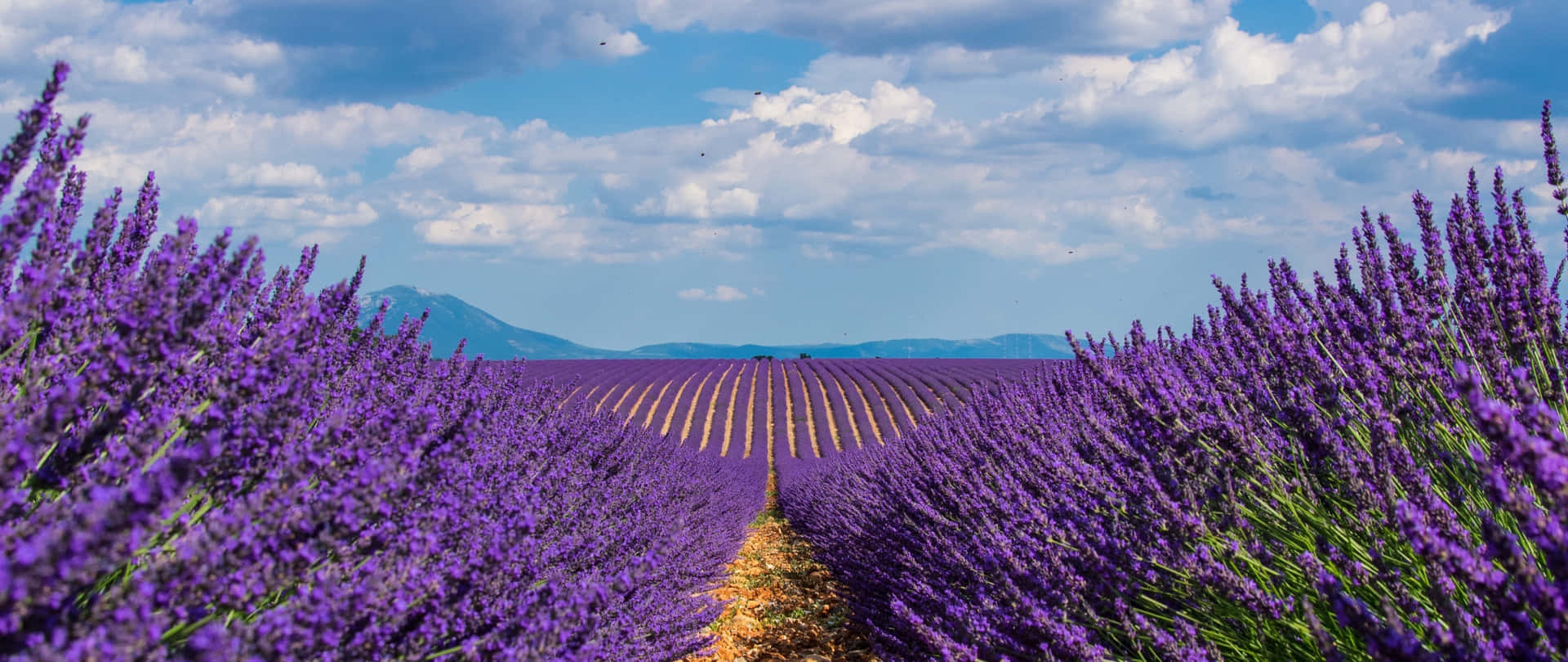 Breathtaking View of Lavender Fields Wallpaper