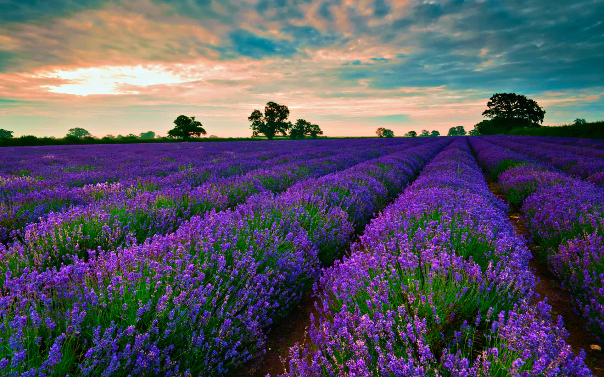 Blissful views of Lavender Fields Wallpaper