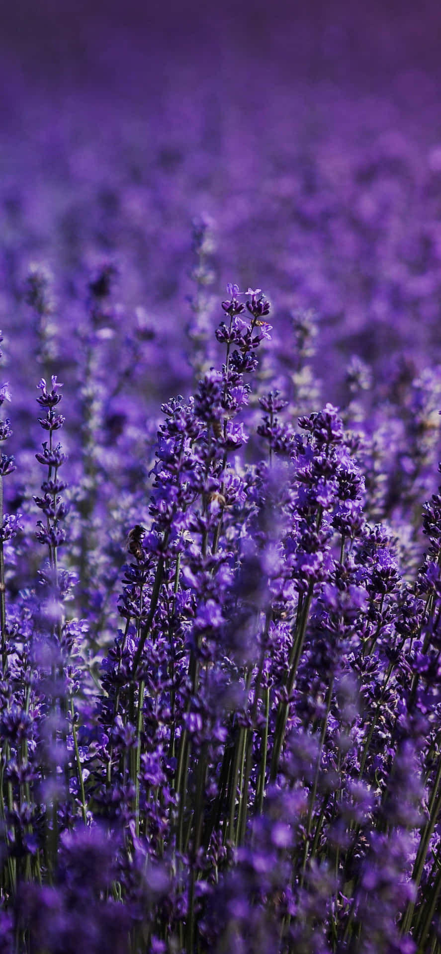 Capturing the beauty of nature in the spectacular purples of the gorgeous lavender fields Wallpaper