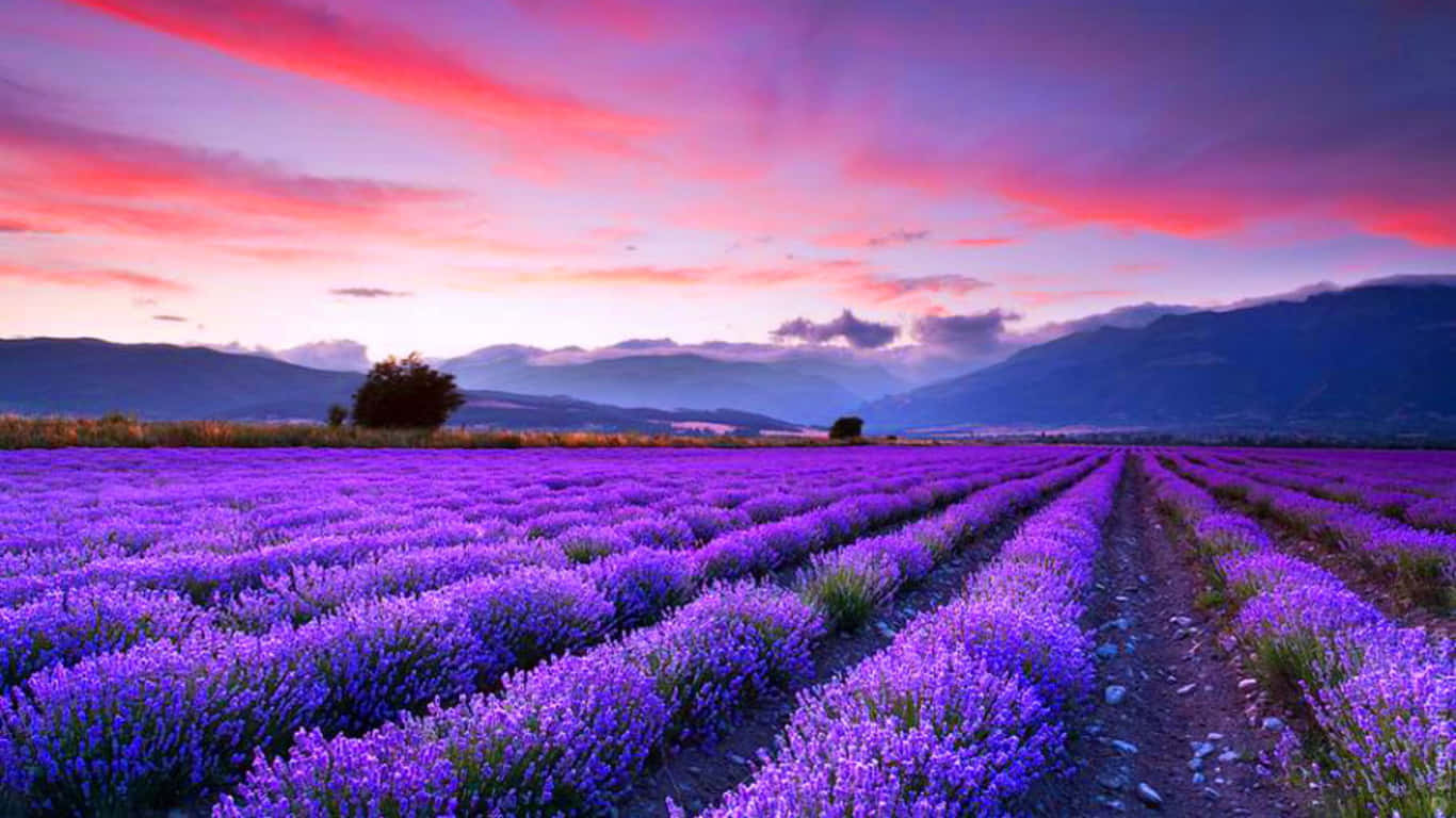 Relaxing in a Lavender Field - Provence, France Wallpaper