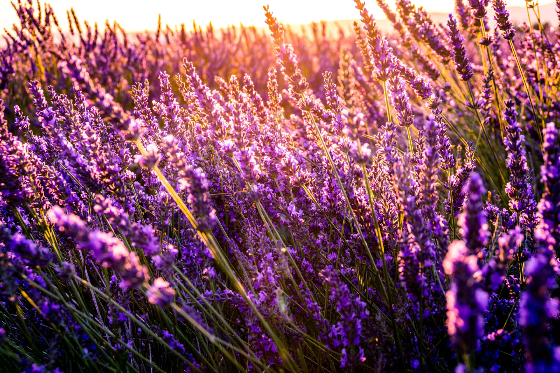 Lavender Field At Sunset Wallpaper