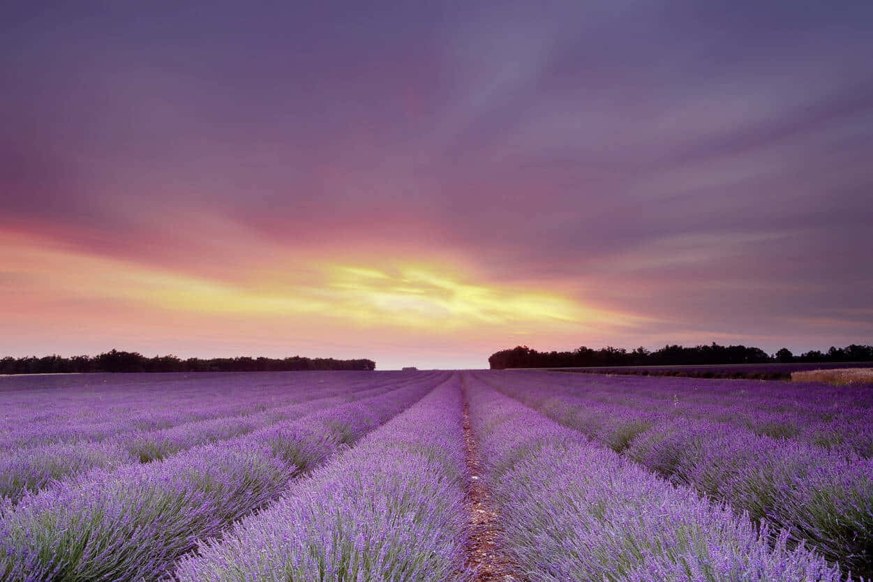 Lavender Fields  Enjoy the enchanting scent of lavender in this breathtaking European field. Wallpaper