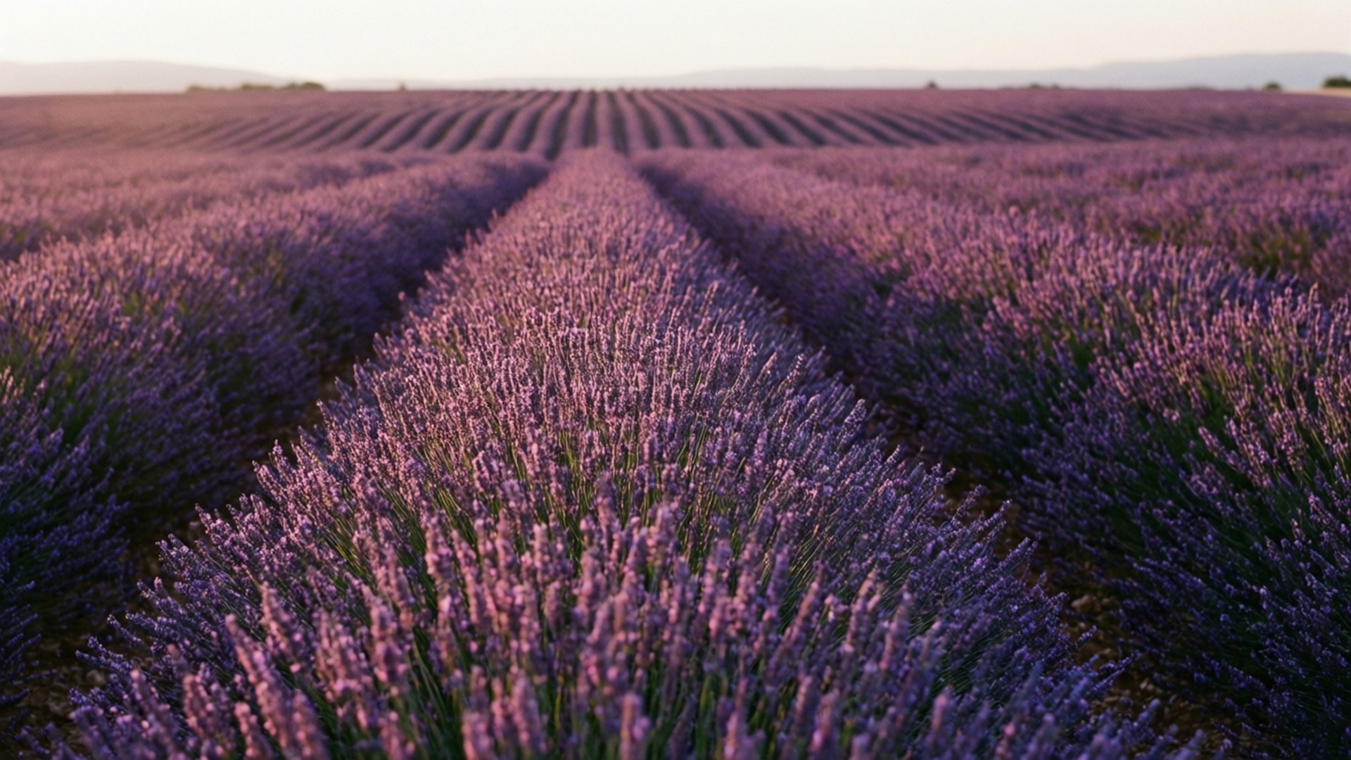 Campi di Lavanda per Sempre Sfondi