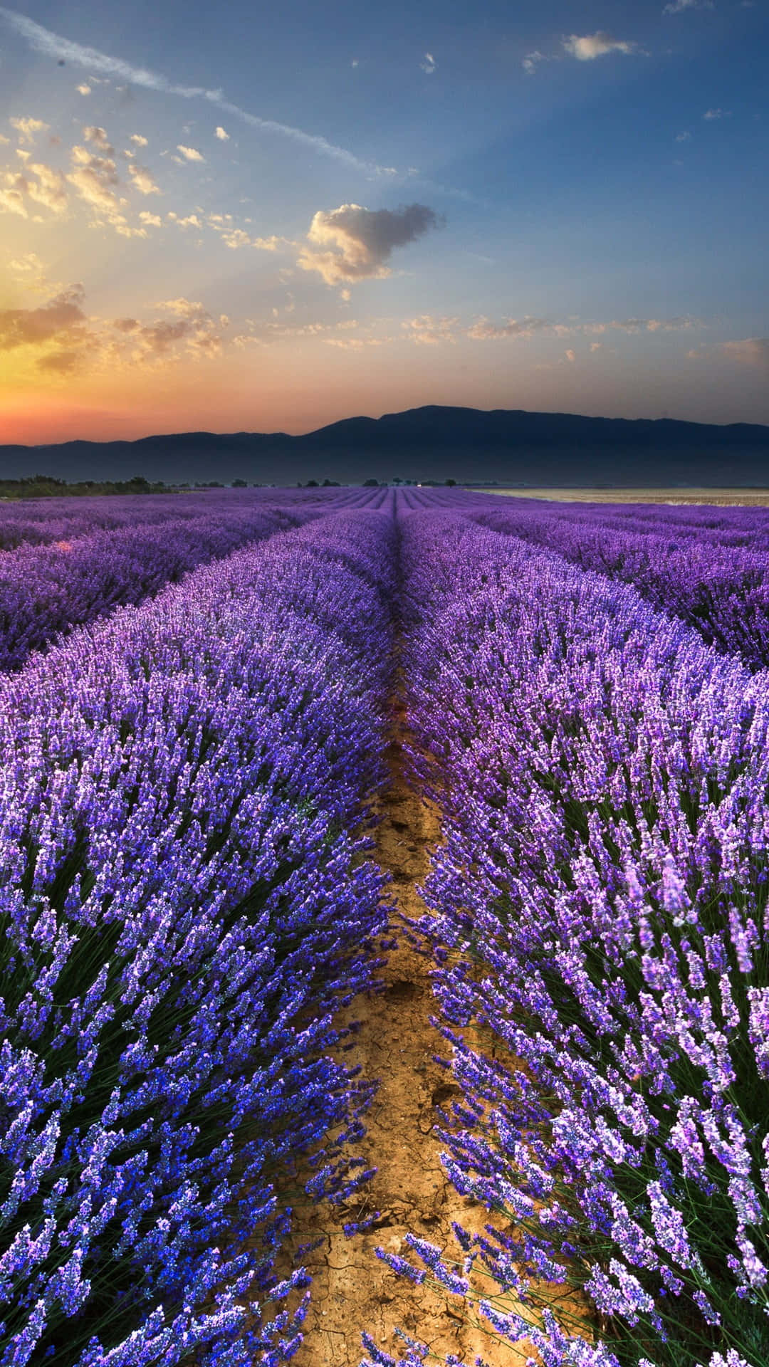 Take in the beauty of Lavender Fields Wallpaper