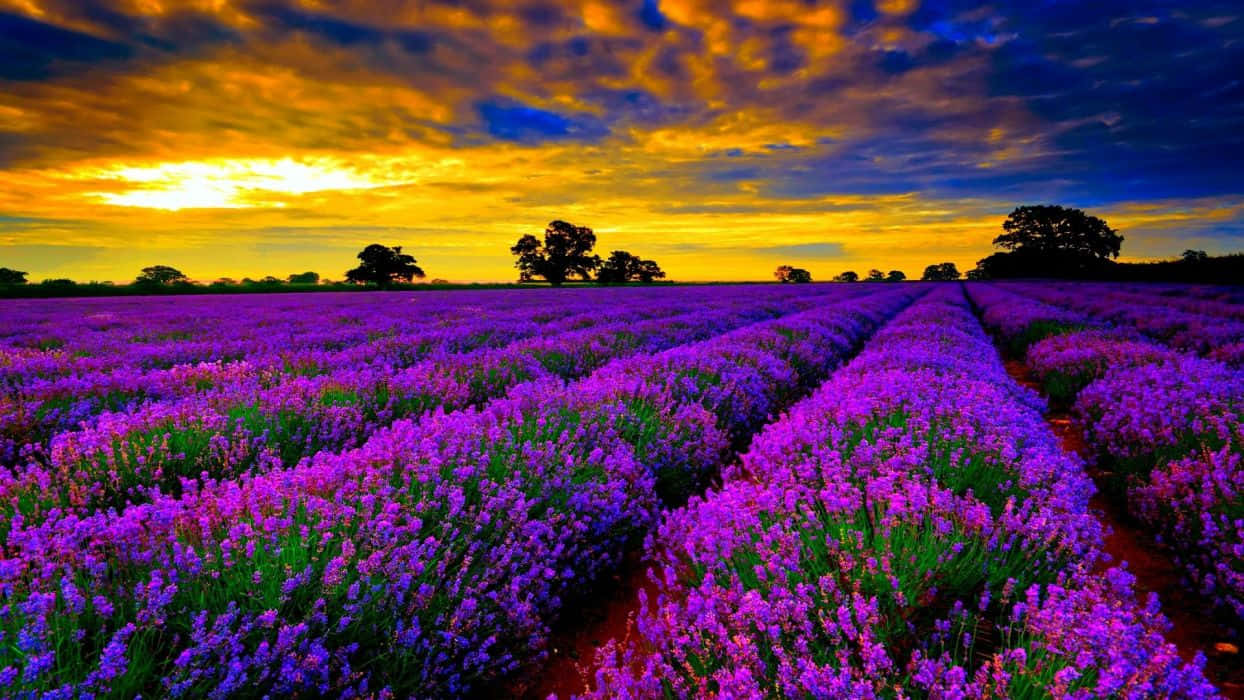 Enjoy the Breathtaking Beauty of Lavender Fields Wallpaper