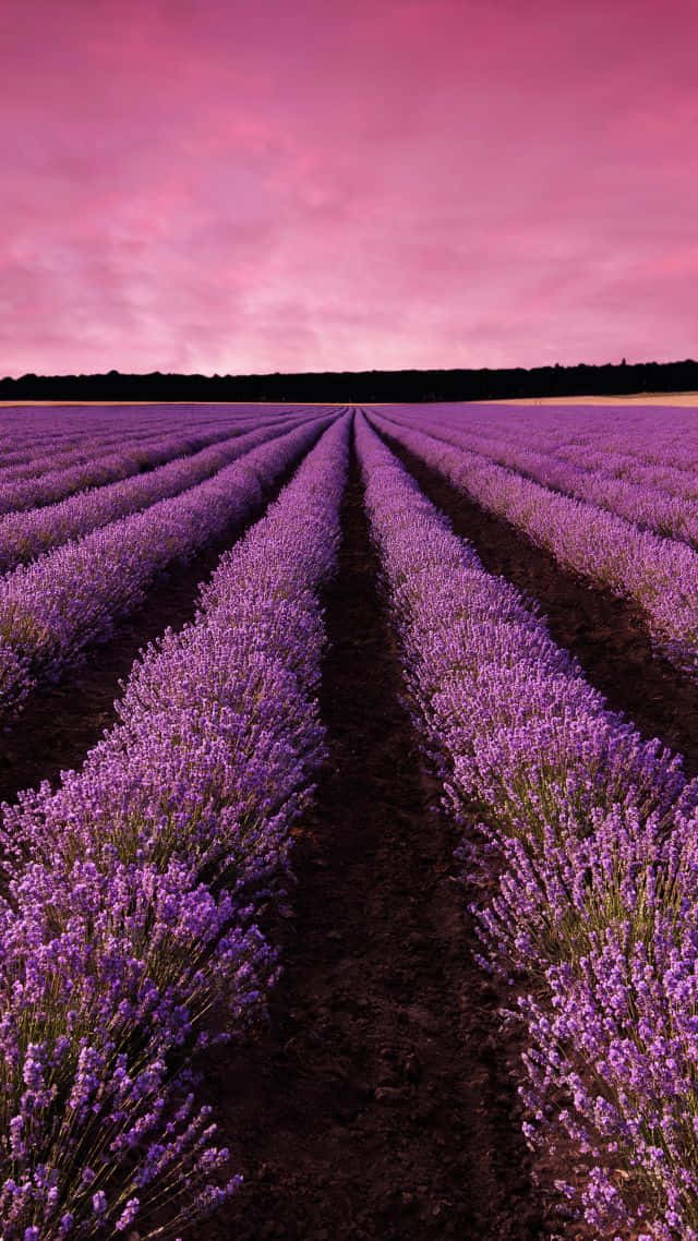 Spectacular Lavender Fields in France Wallpaper