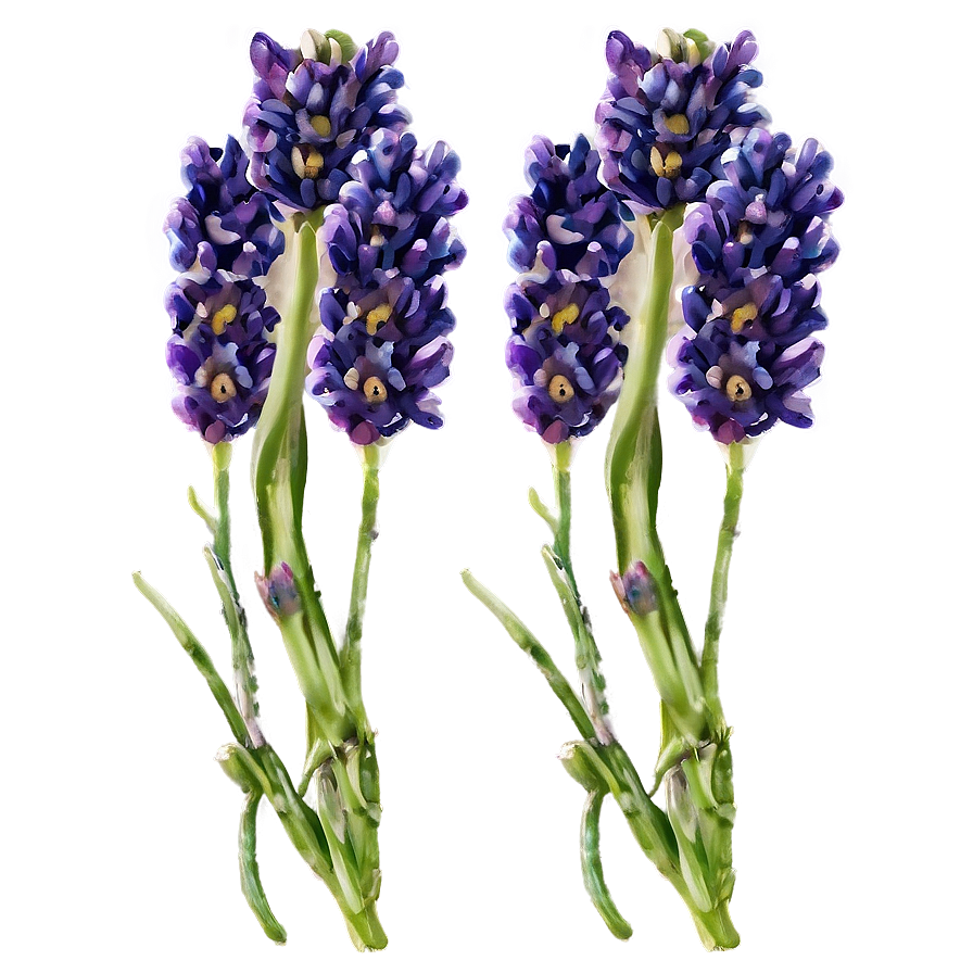 Lavender Fields Png 04292024 PNG