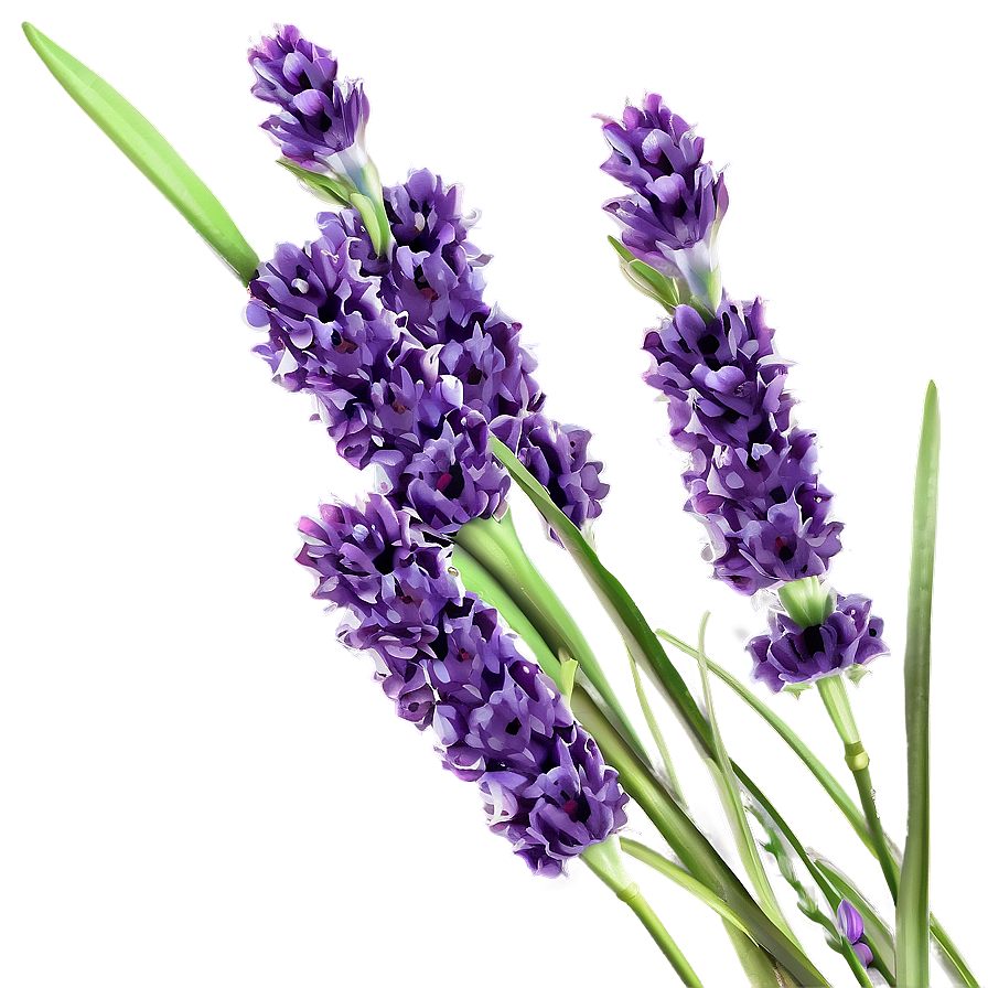 Lavender Fields Png Ybx64 PNG