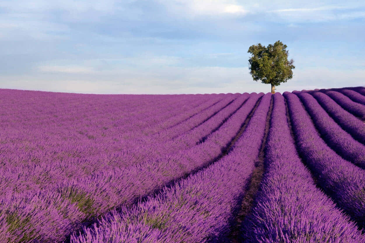 A blissful retreat in a field of lavender Wallpaper