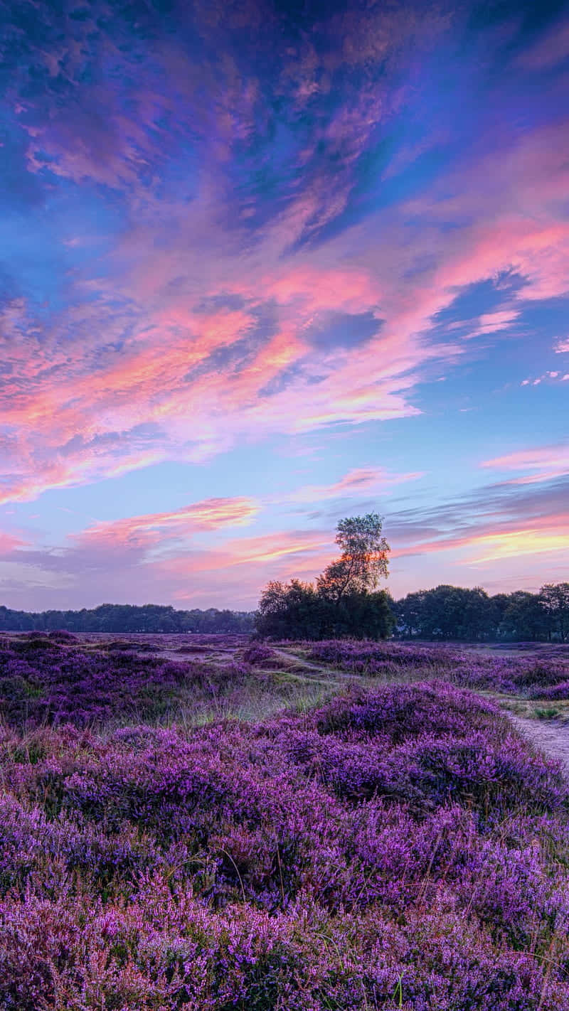 Purple Flowers In The Field At Sunset Wallpaper