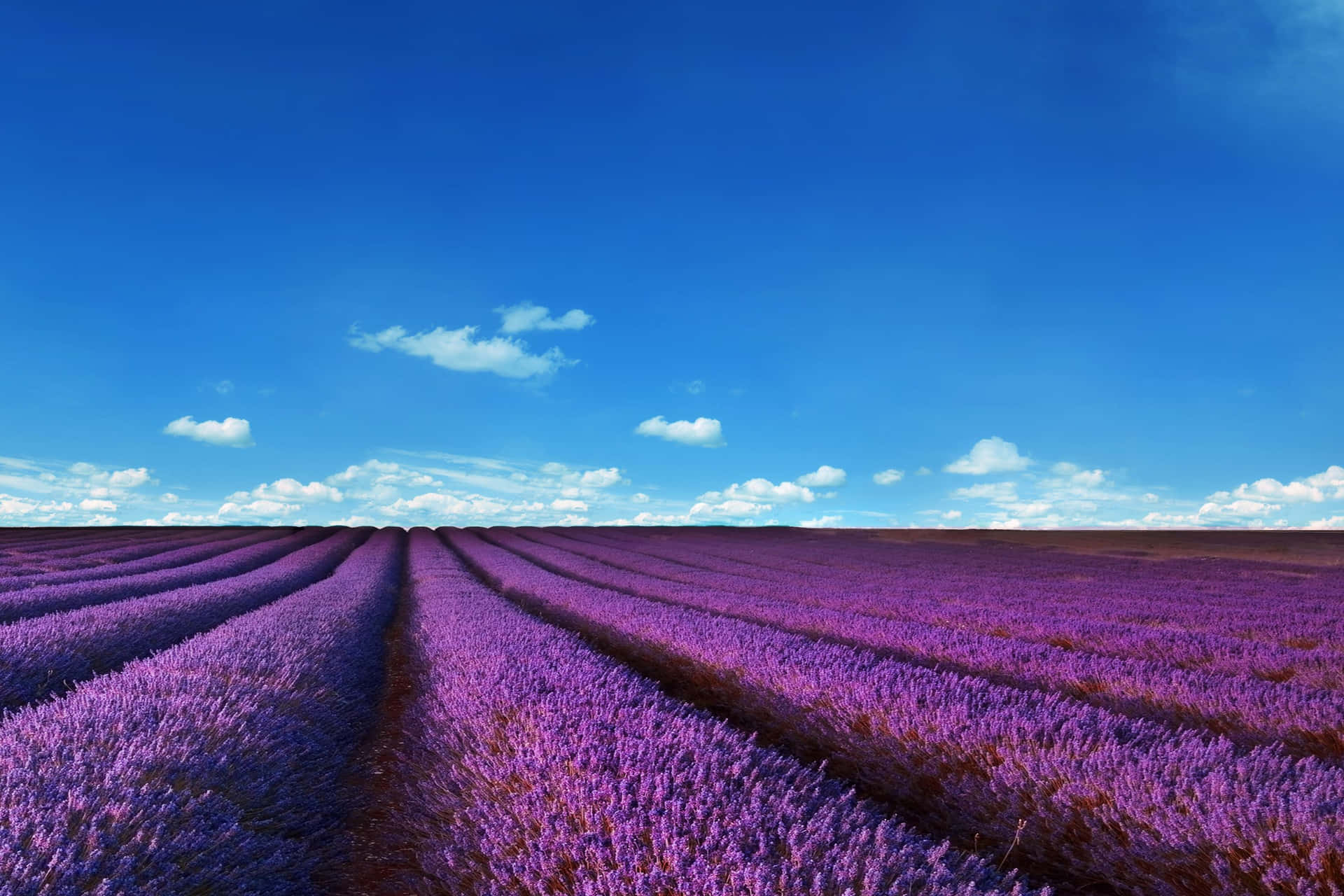 Stunning Lavender Fields Showing Nature's Beauty Wallpaper