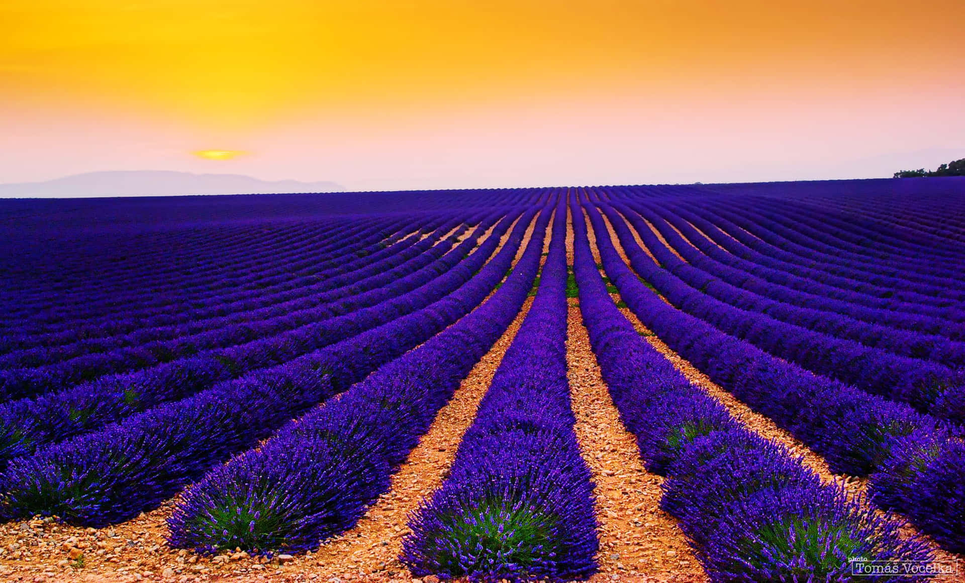 Lavender Field At Sunset Wallpaper