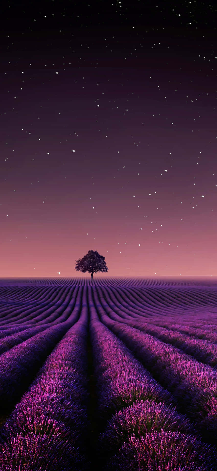 Et idyllisk lavendel felt Wallpaper
