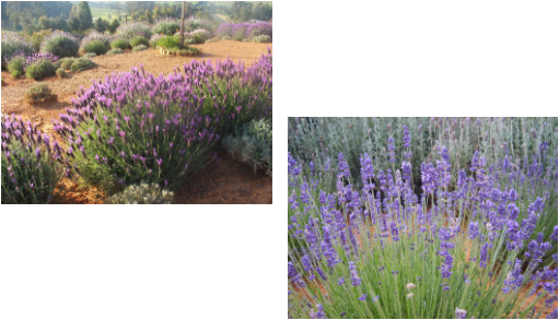 Lavender Fieldsand Closeup PNG