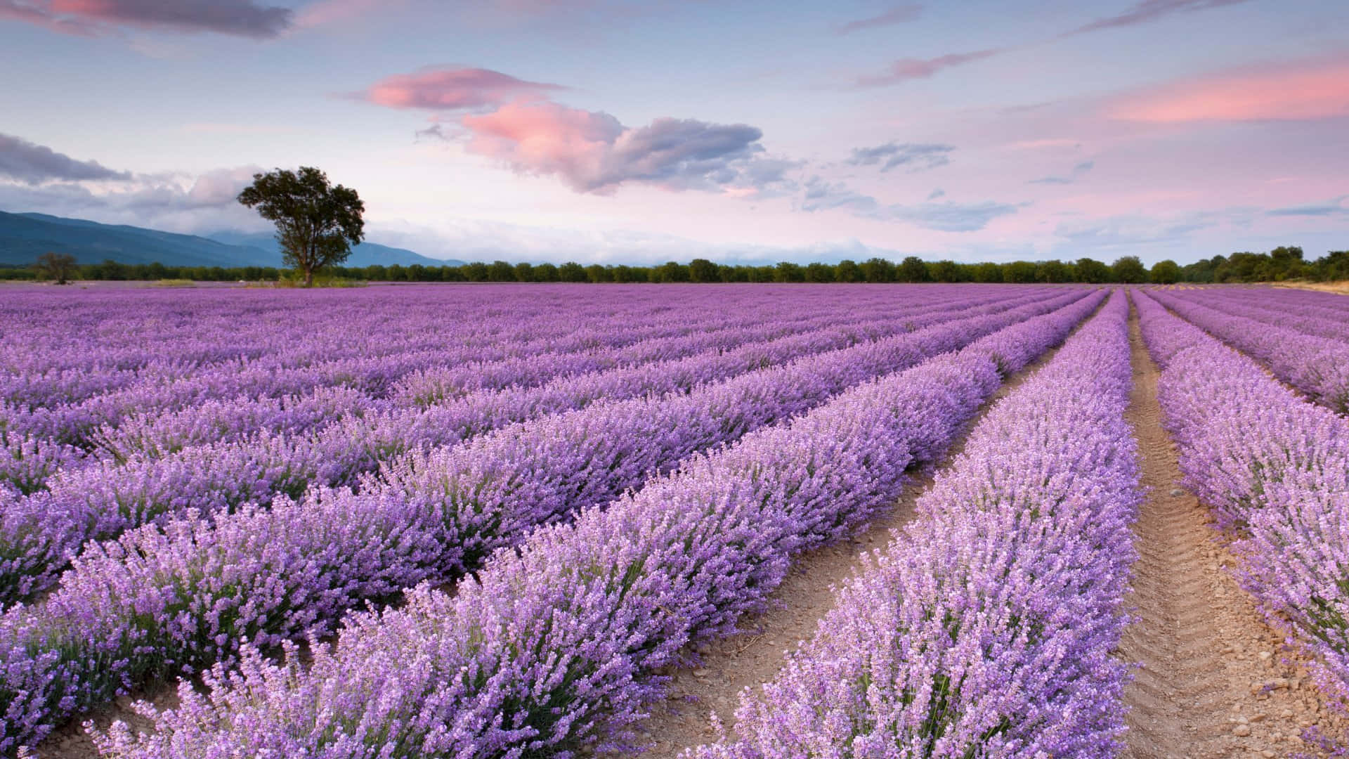 Lavender Fieldsat Sunset Wallpaper