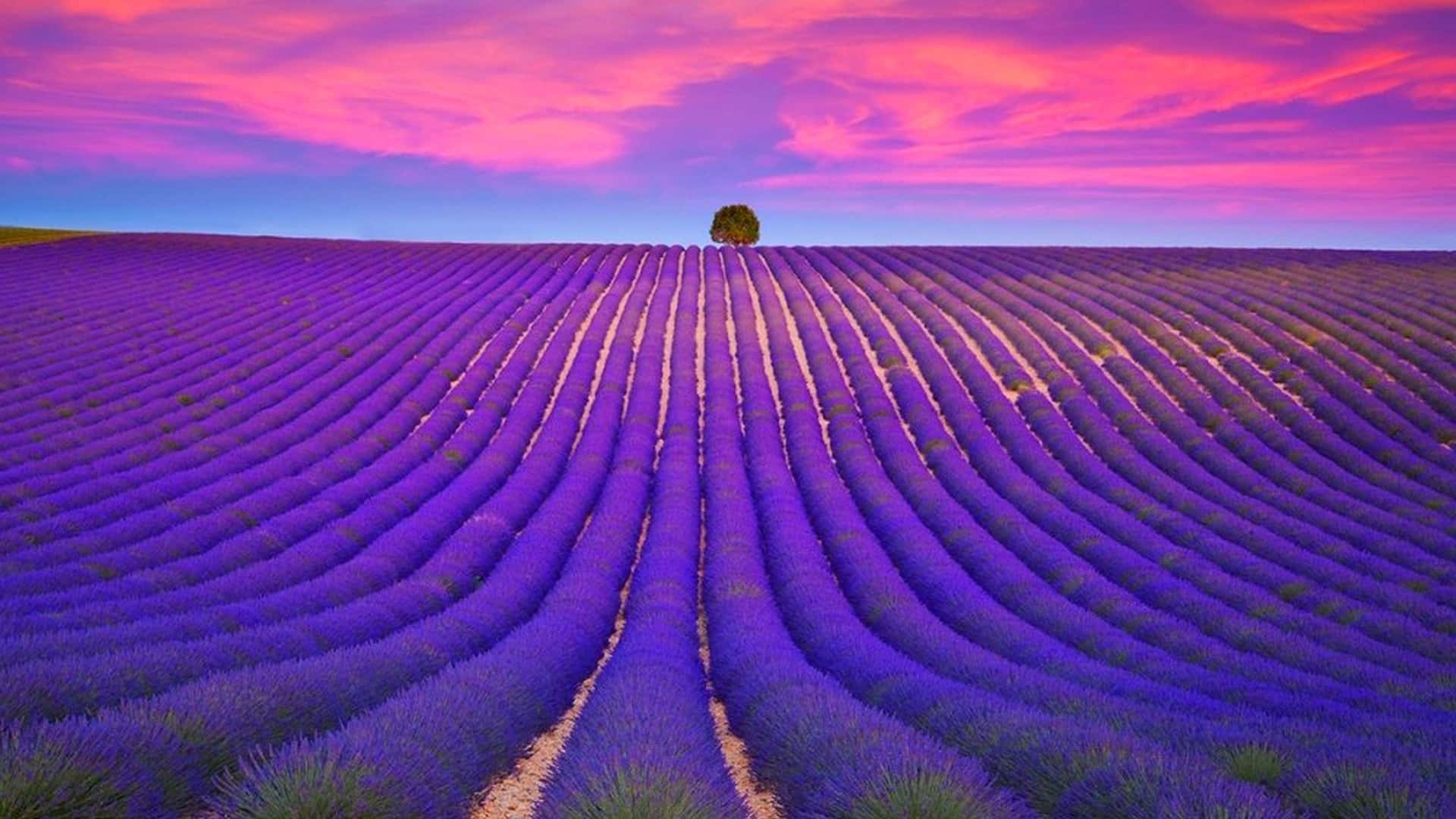 Lavender Fieldsat Sunset Wallpaper