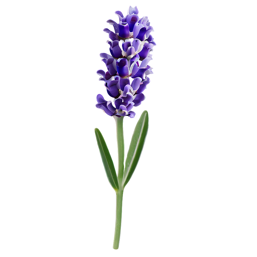 Download Lavender Flower A | Wallpapers.com