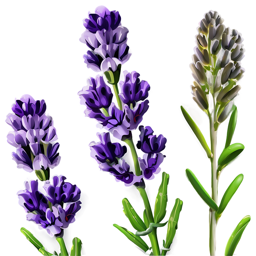 Lavender Flower Background Png 56 PNG