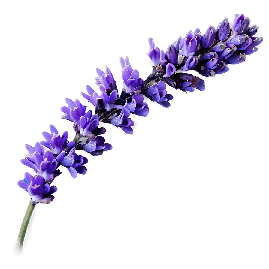 Lavender Flower Branch Png Yah PNG