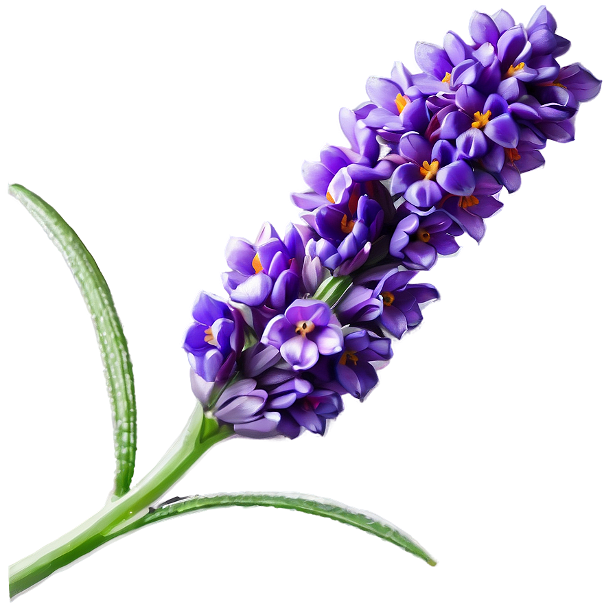 Lavender Flower C PNG