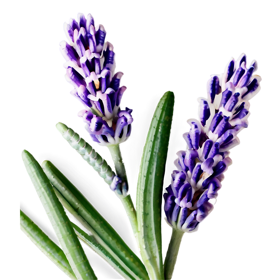 Lavender Flower Closeup Png 06132024 PNG