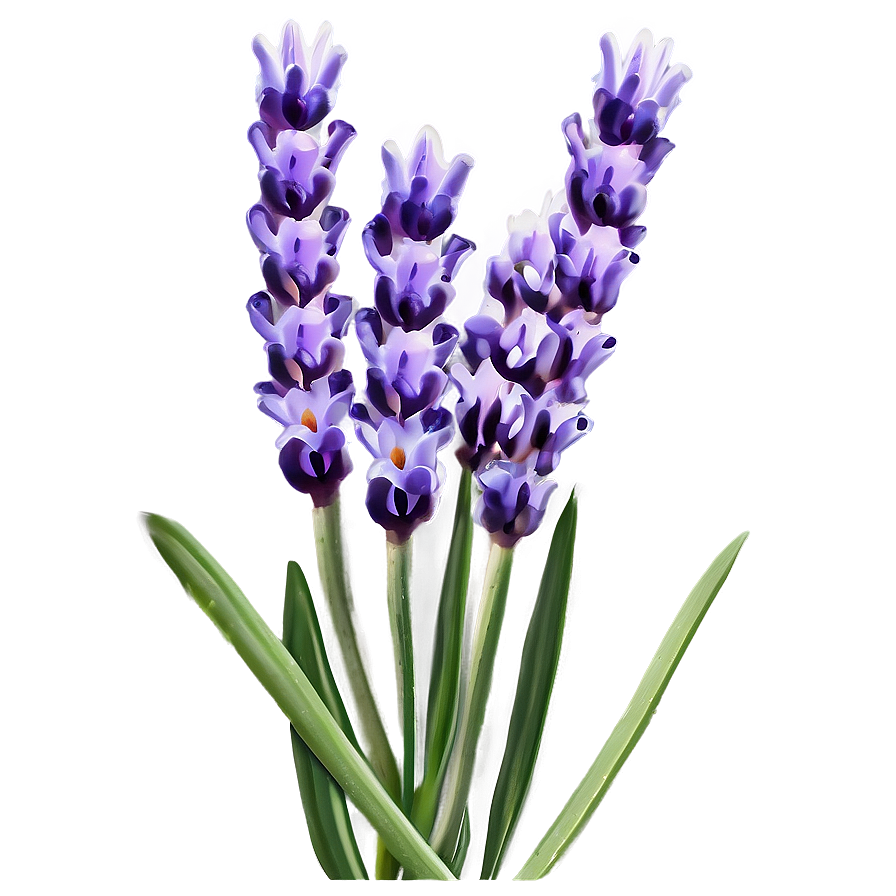 Lavender Flower Closeup Png 06132024 PNG