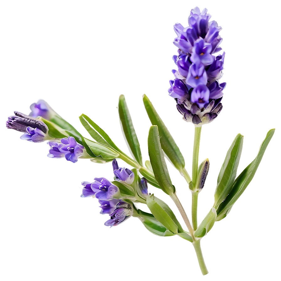 Lavender Flower Closeup Png Ddm PNG