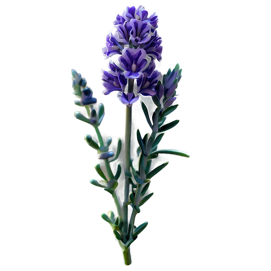 Lavender Flower D PNG