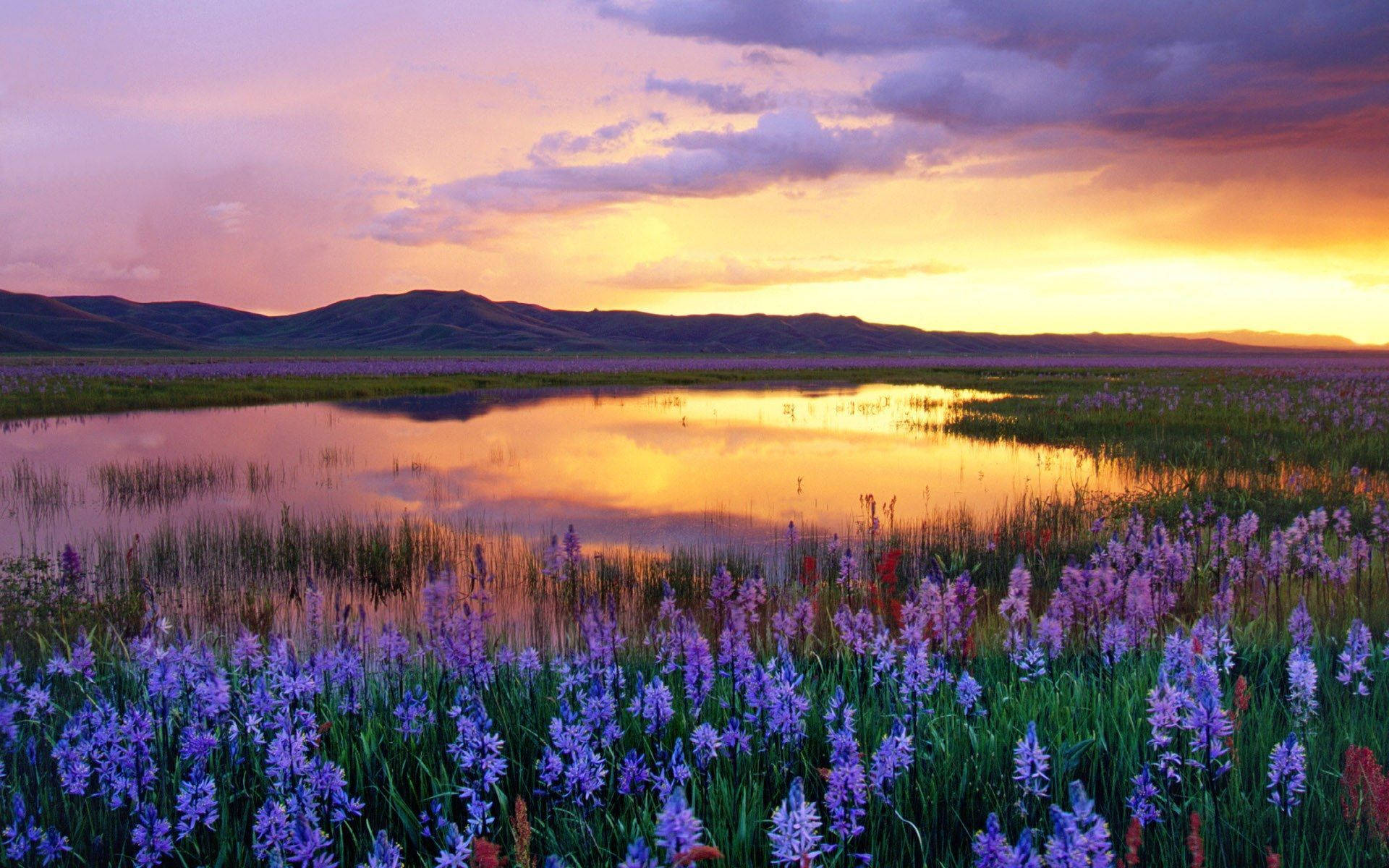 Lavender Flower Lake Field Wallpaper
