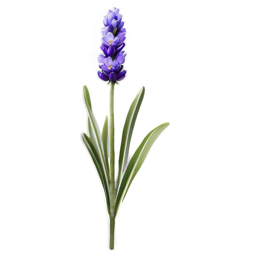 Lavender Flower Png Ngf PNG