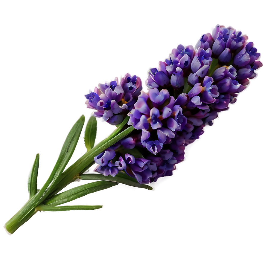 Lavender Flower Png Yyf PNG