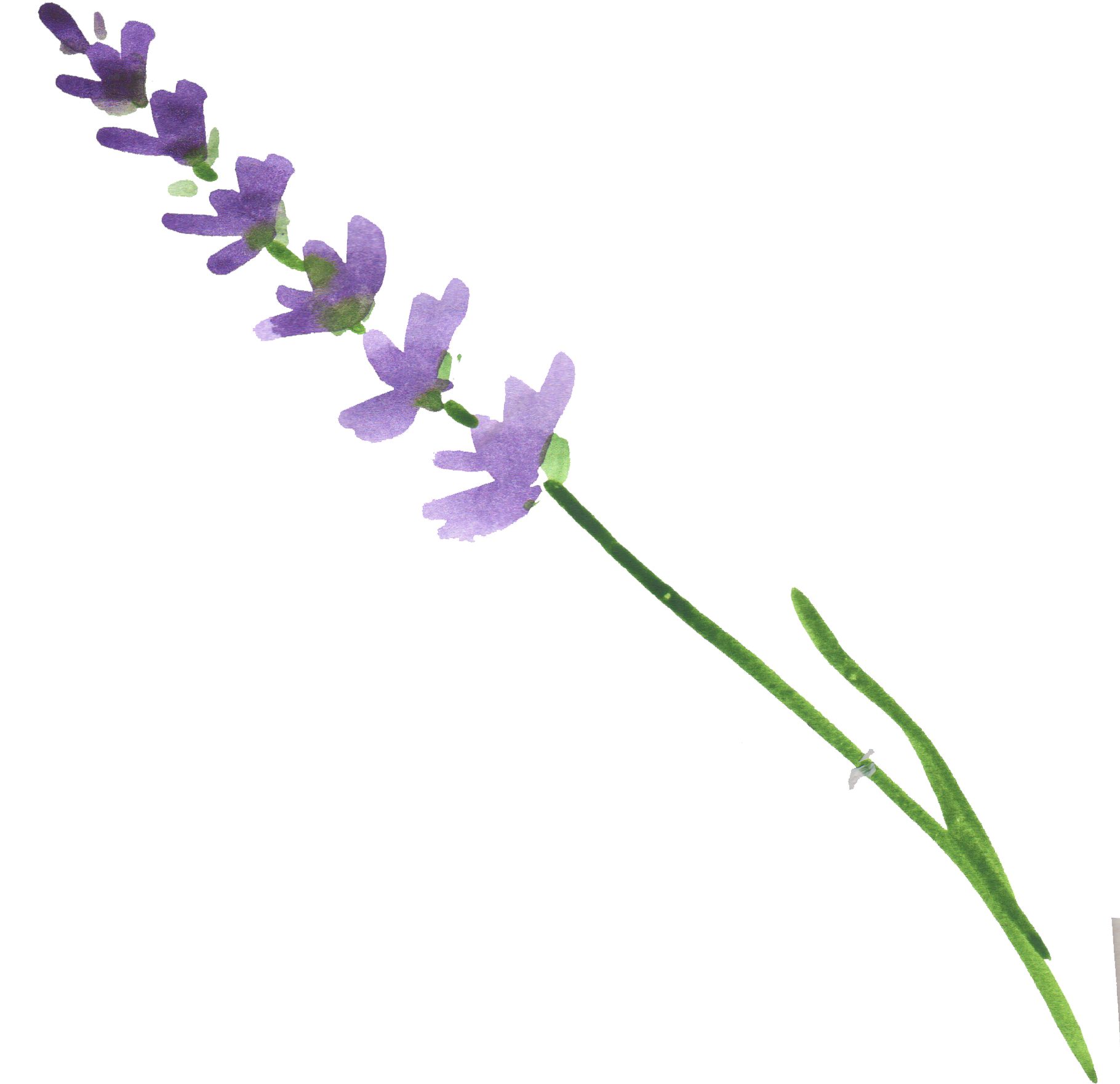 Download Lavender Flower Stem.png | Wallpapers.com