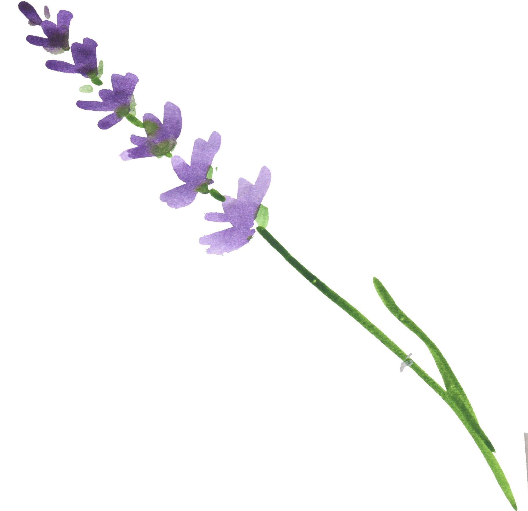Lavender Flower Stem.png PNG