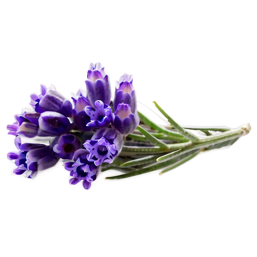 Lavender Flower Transparent Png 05252024 PNG