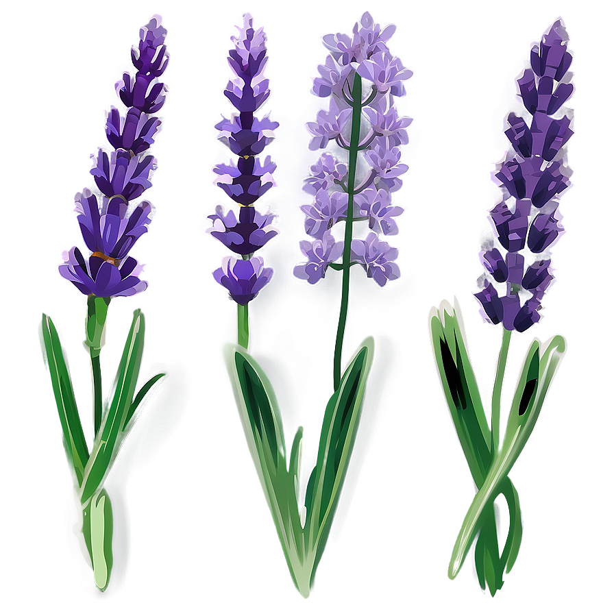 Lavender Flower Transparent Png Kfn PNG