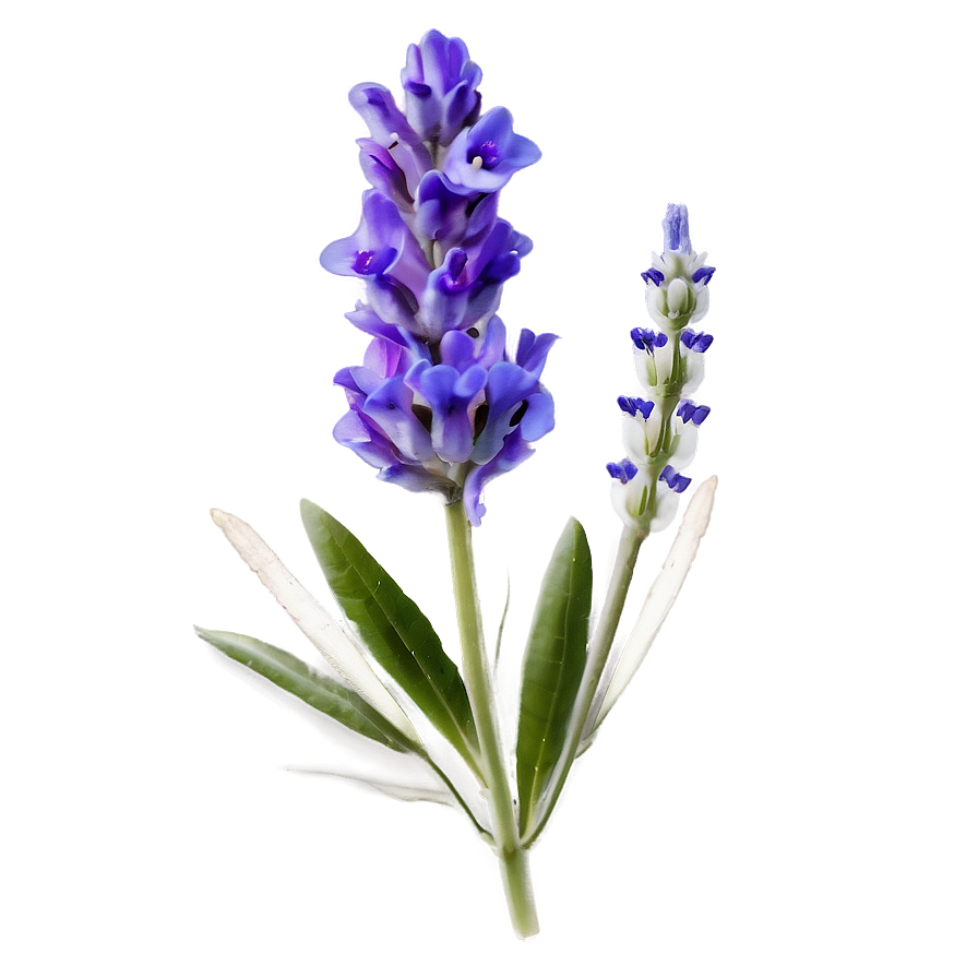 Lavender Flower Transparent Png Qbs54 PNG