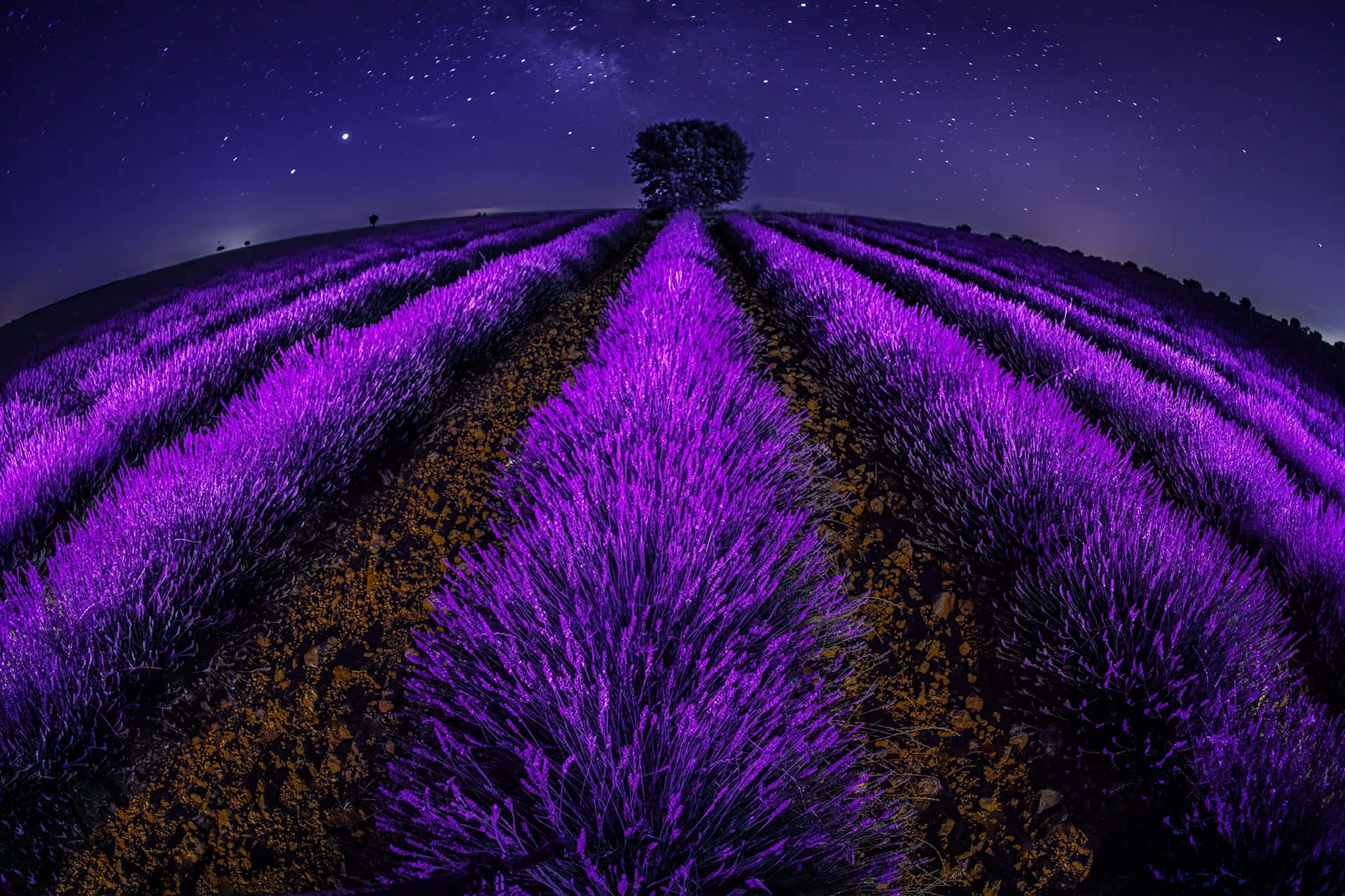Lavender Flowers Glowing In A Dark Field Wallpaper