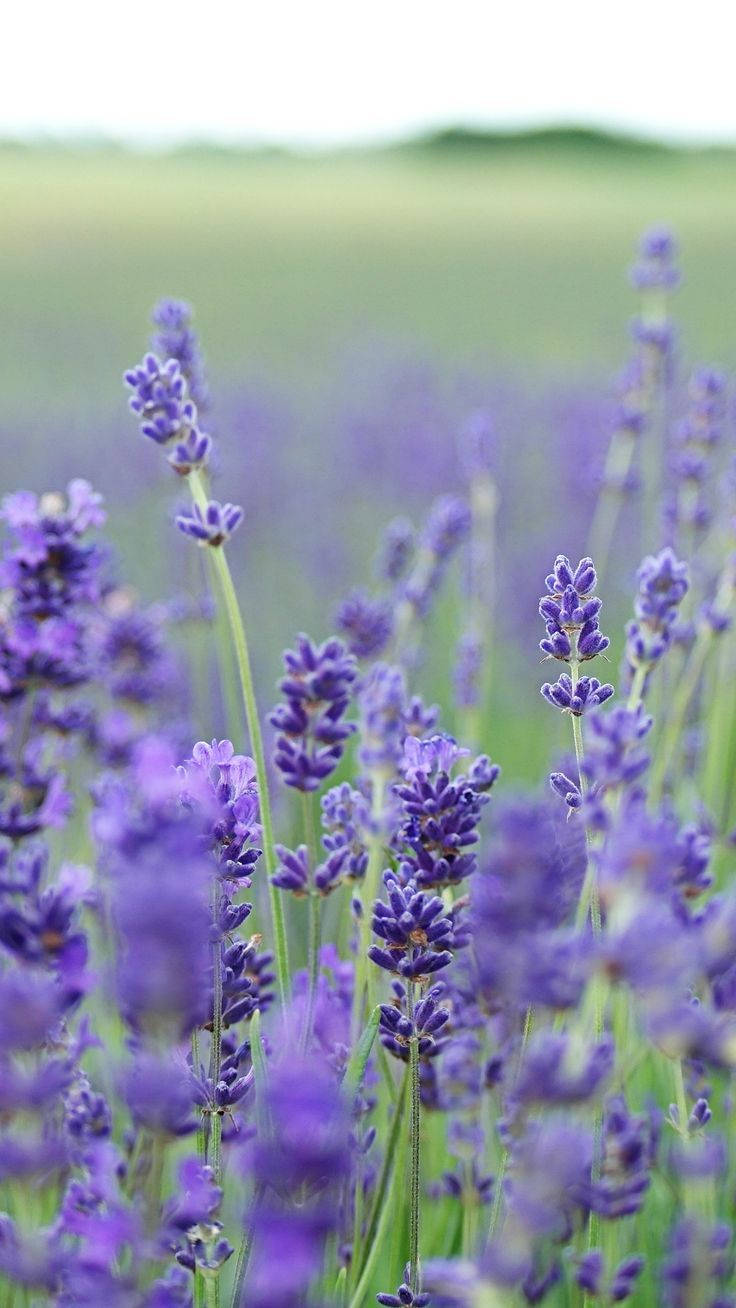 An exotic blend of beauty and serenity - Lavender flowers in a lush green field. Wallpaper