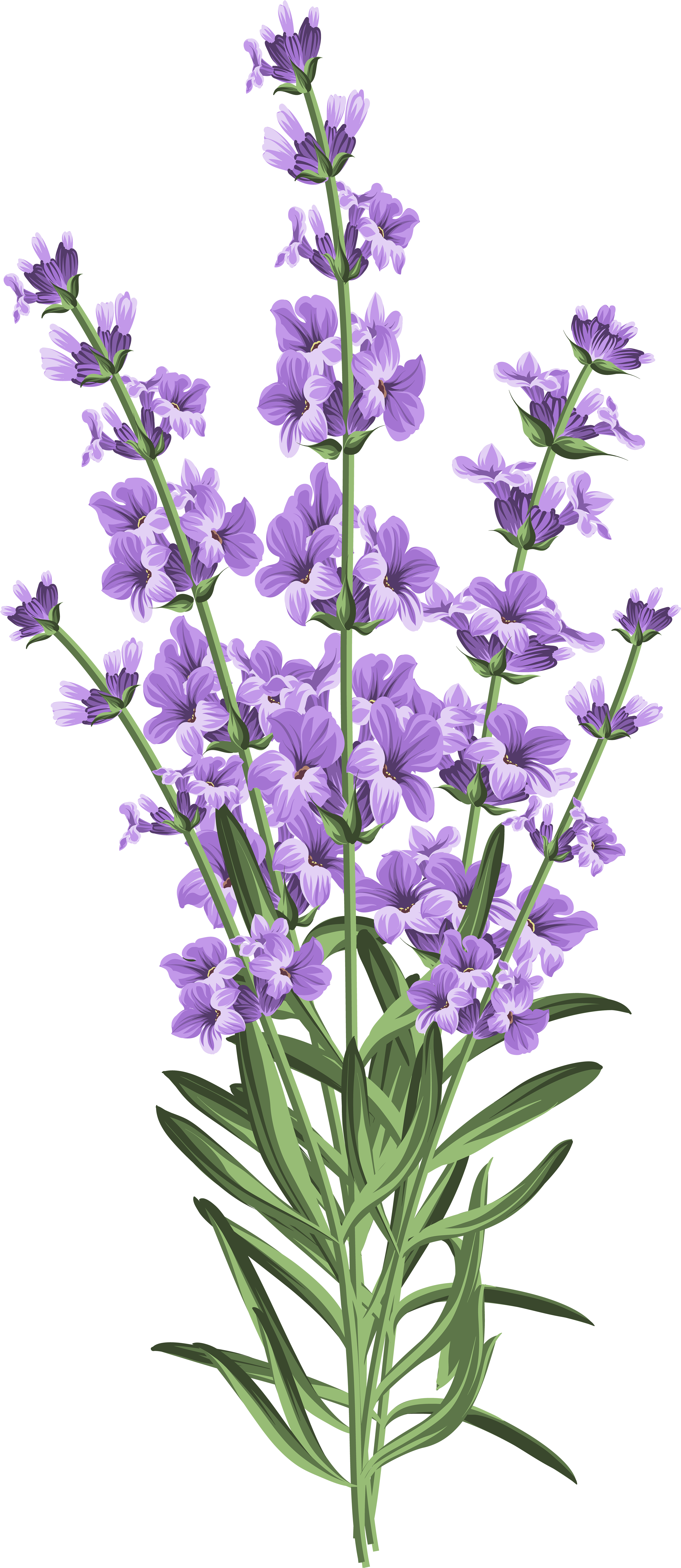 Lavender Flowers Illustration PNG