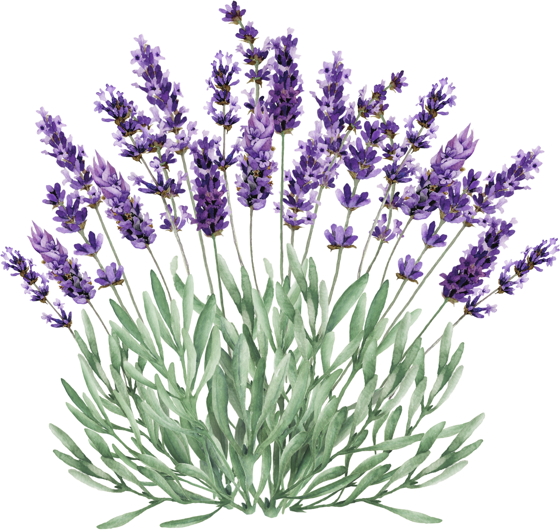Lavender Flowers Illustration PNG