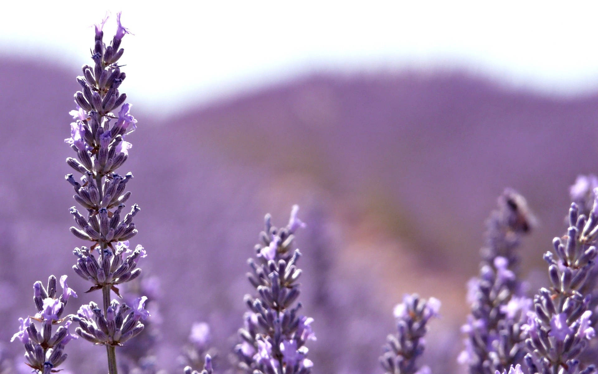 Image  Close-up of Blooming Lavender Flowers Wallpaper