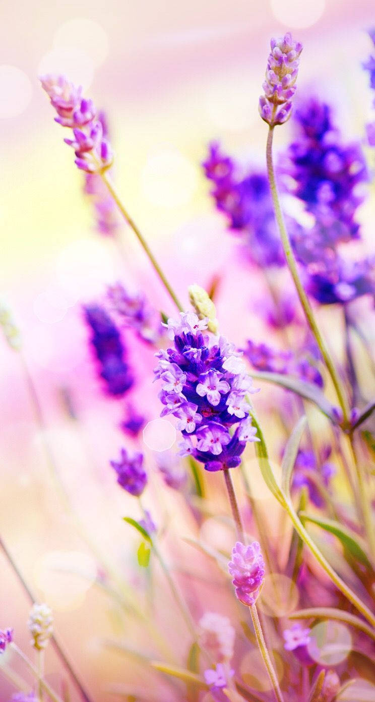 Et felt af smukke lavendel blomster, der gløder i solen. Wallpaper