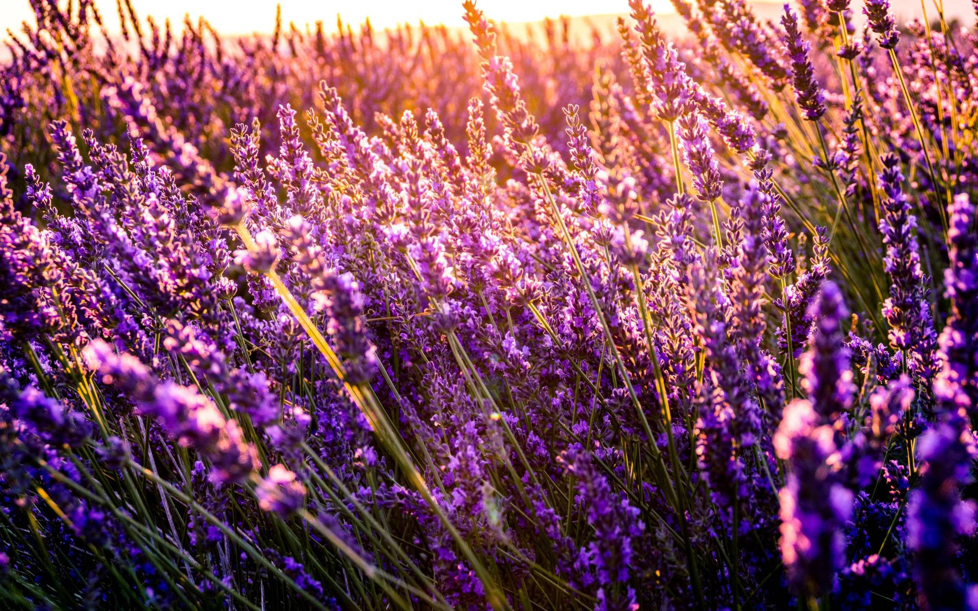 "The beauty of life - a close up of lavender flowers and sunshine" Wallpaper